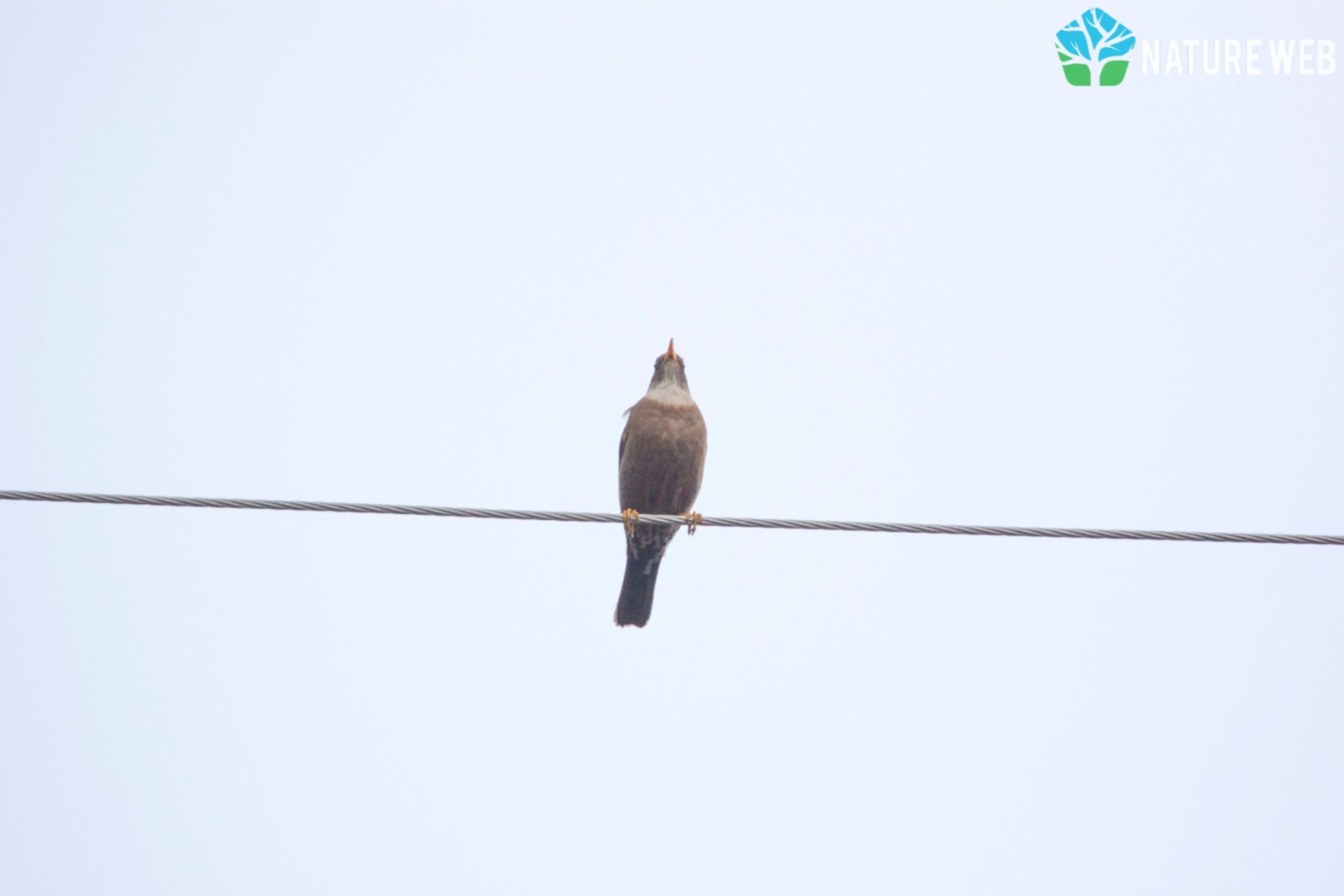 Chestnut Thrush